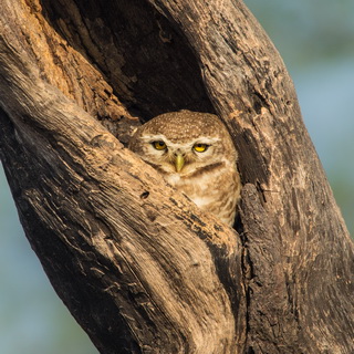 Keoladeo - Collared owlet